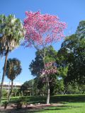 Tabebuia impetiginosa. Цветущее растение. Австралия, г. Брисбен, ботанический сад. 24.07.2016.