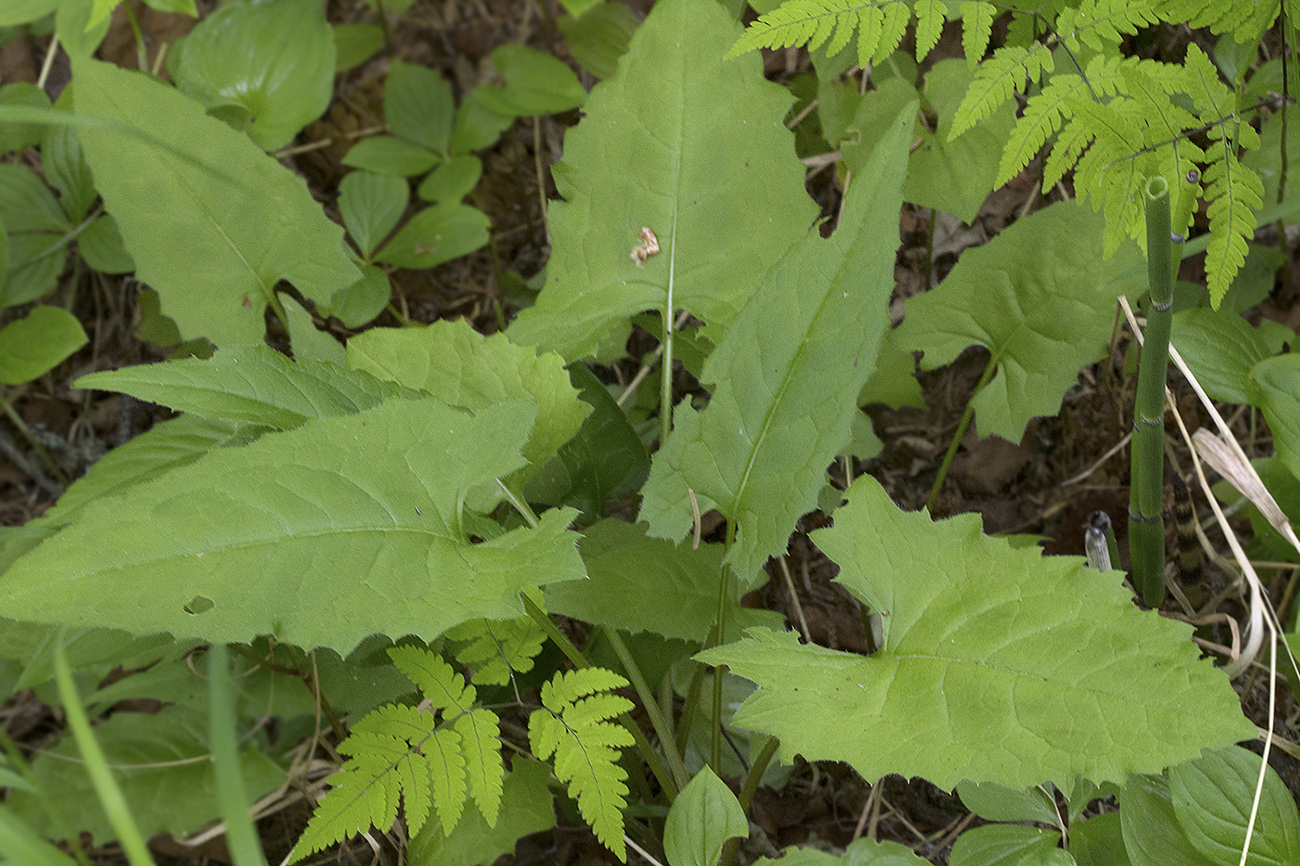 Image of Saussurea triangulata specimen.