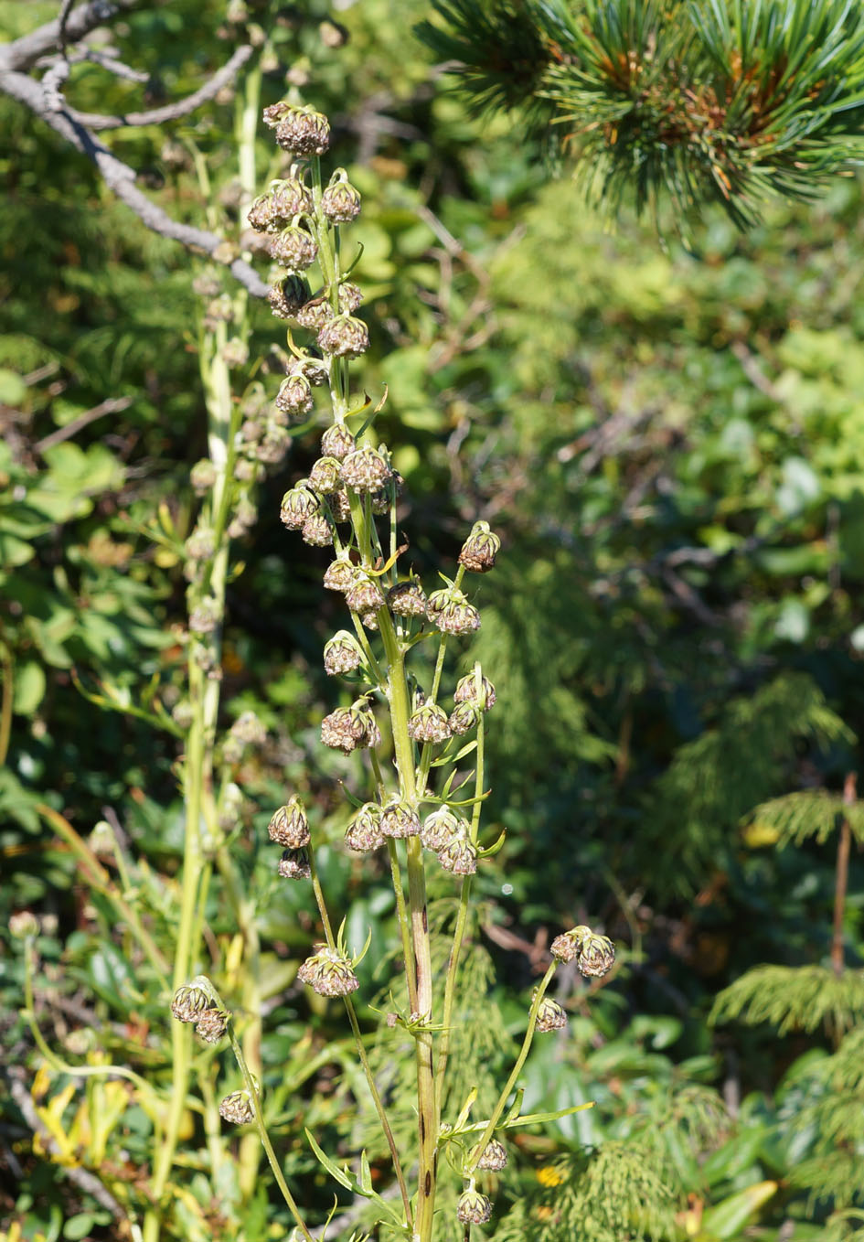 Image of Artemisia arctica specimen.