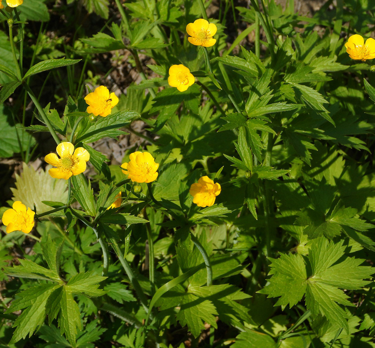 Image of genus Ranunculus specimen.