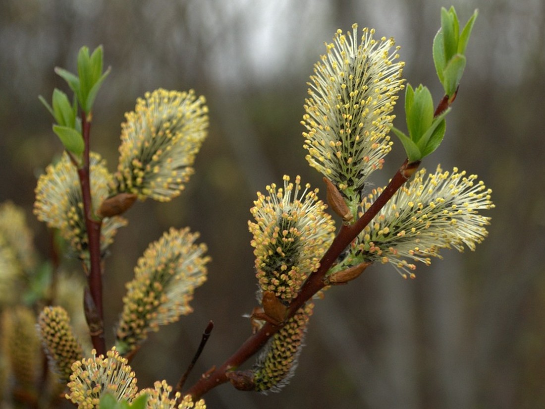 Image of Salix phylicifolia specimen.