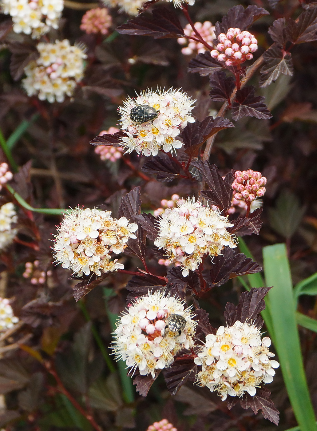 Image of Physocarpus opulifolius specimen.