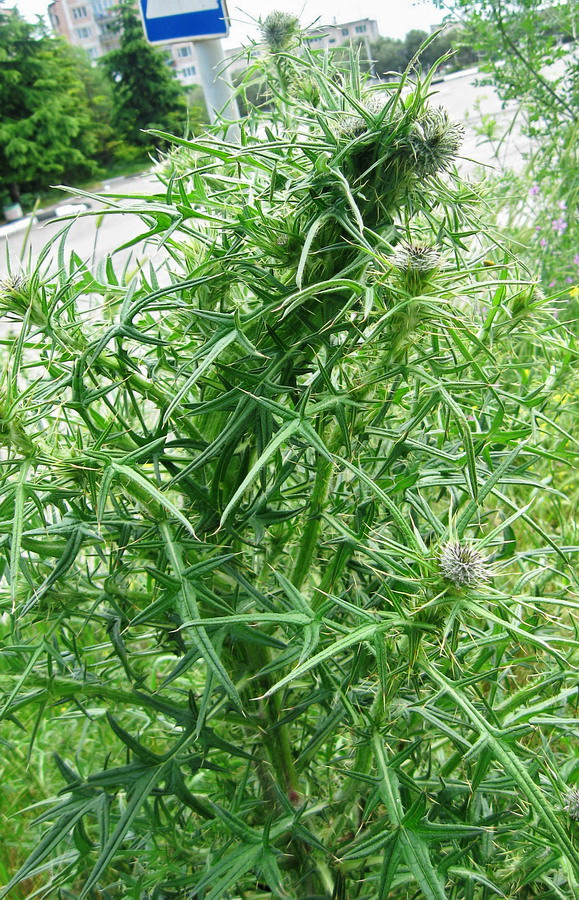 Image of Cirsium vulgare specimen.