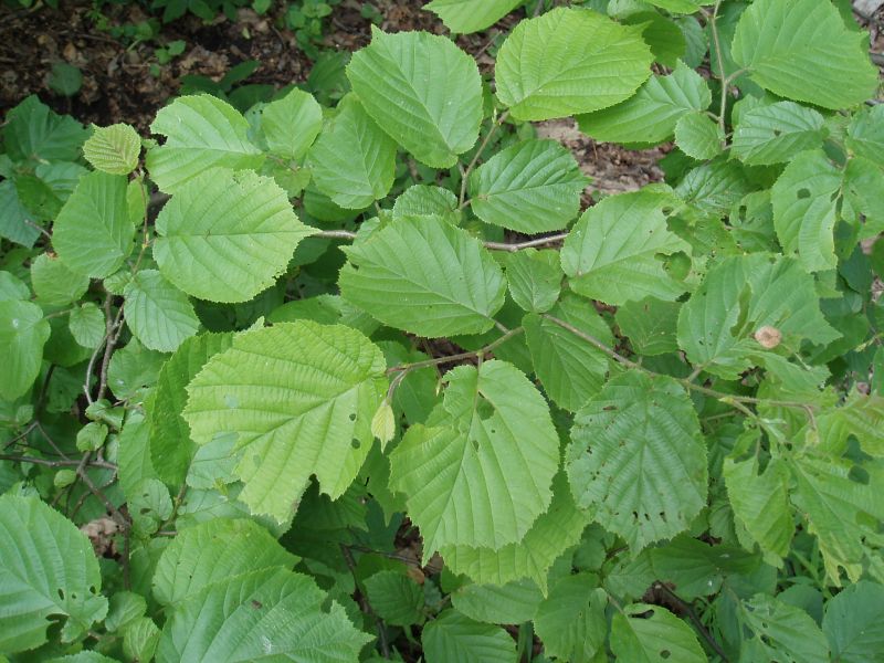 Изображение особи Corylus avellana.