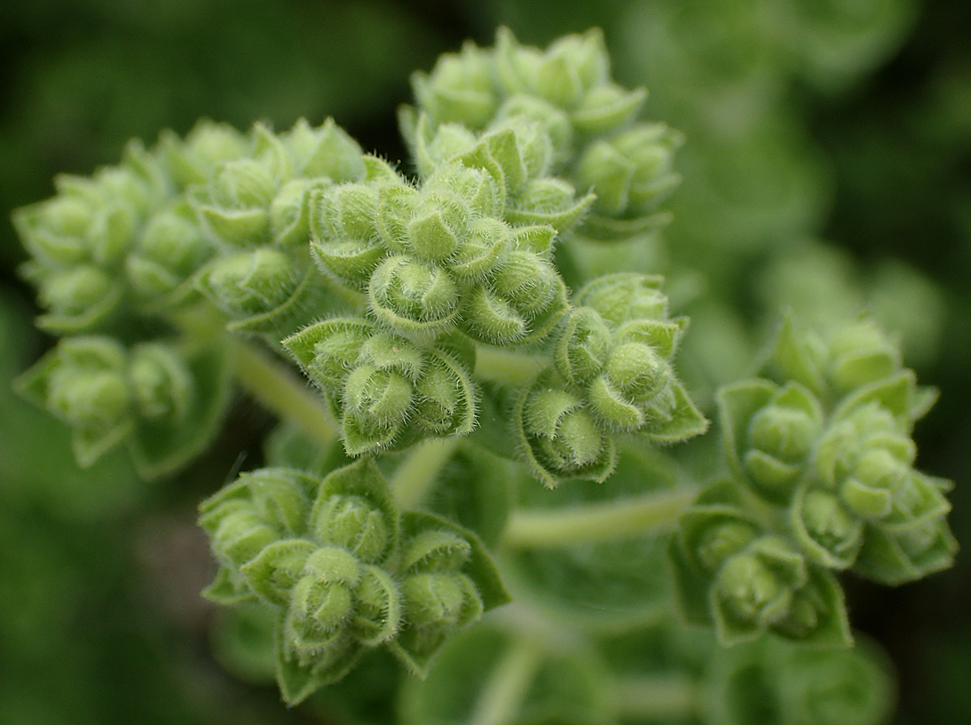 Image of Origanum onites specimen.