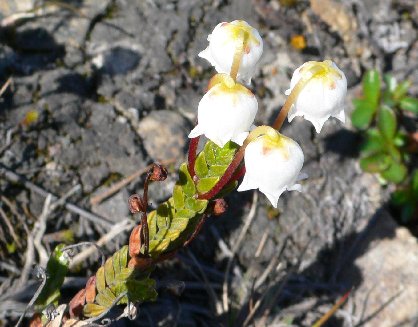 Image of Cassiope tetragona specimen.