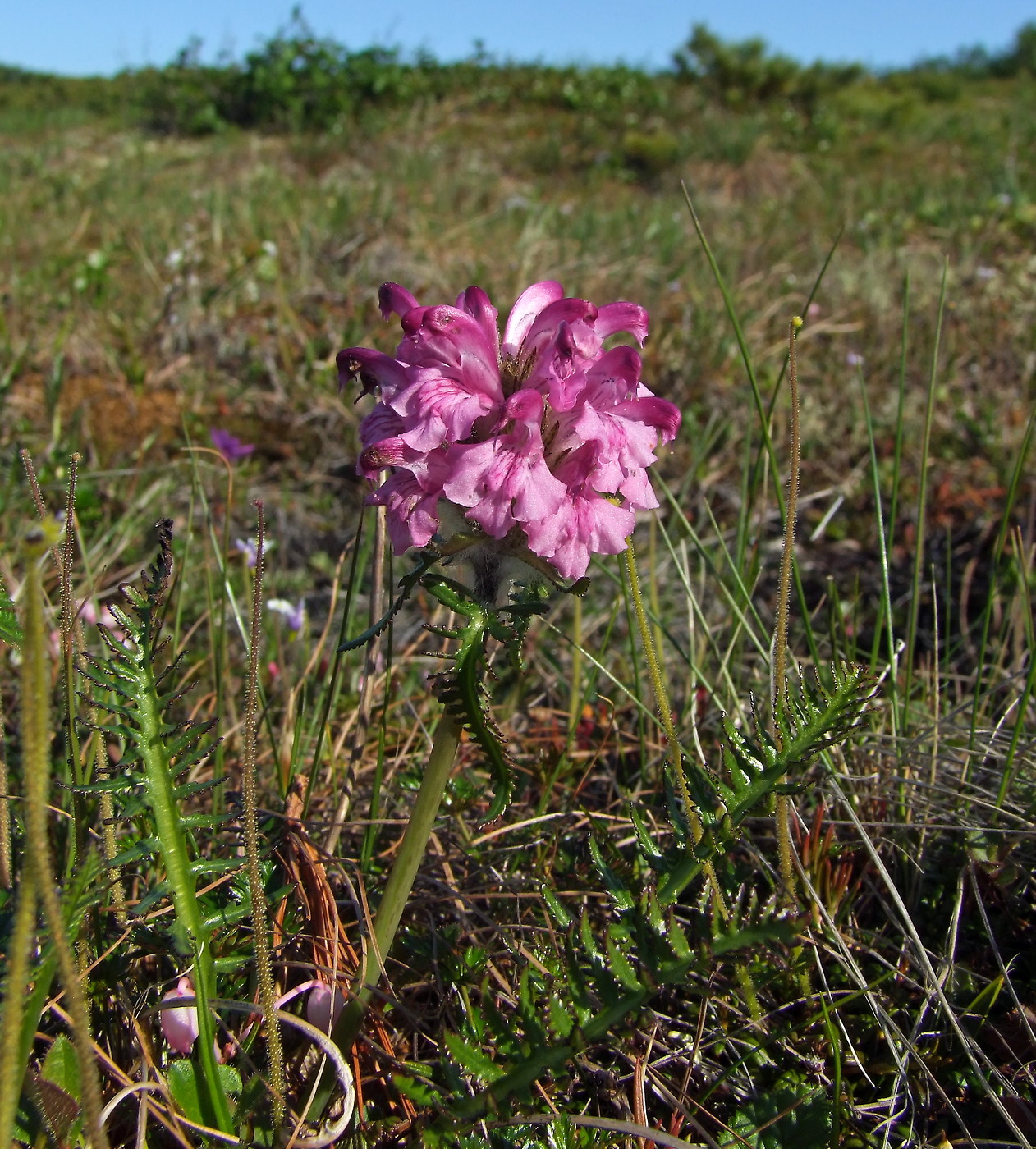 Image of Pedicularis interioroides specimen.