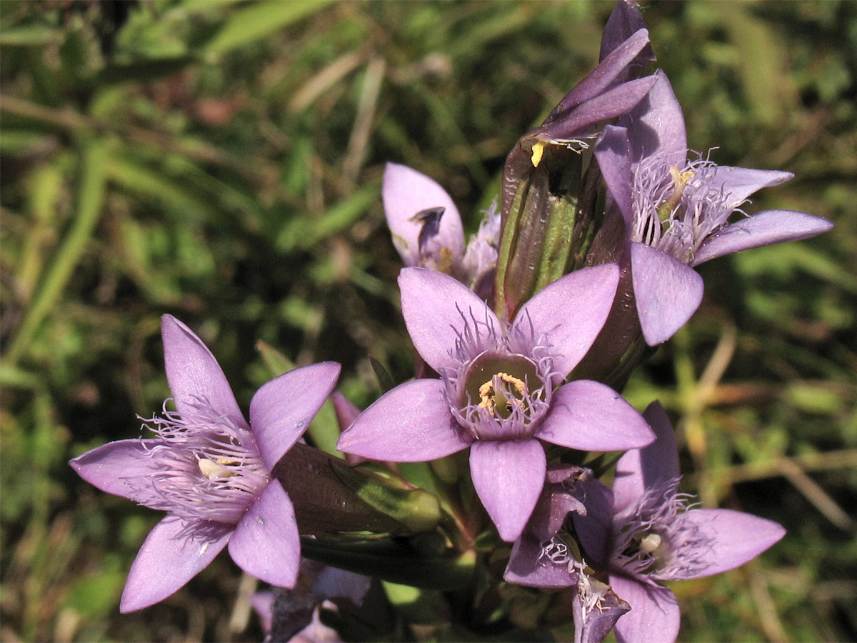 Image of Gentianella amarella specimen.