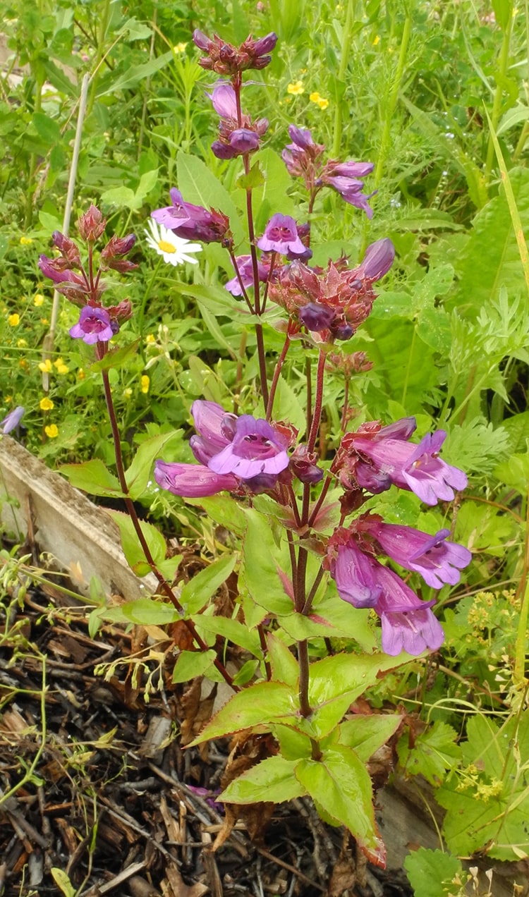 Image of Penstemon serrulatus specimen.