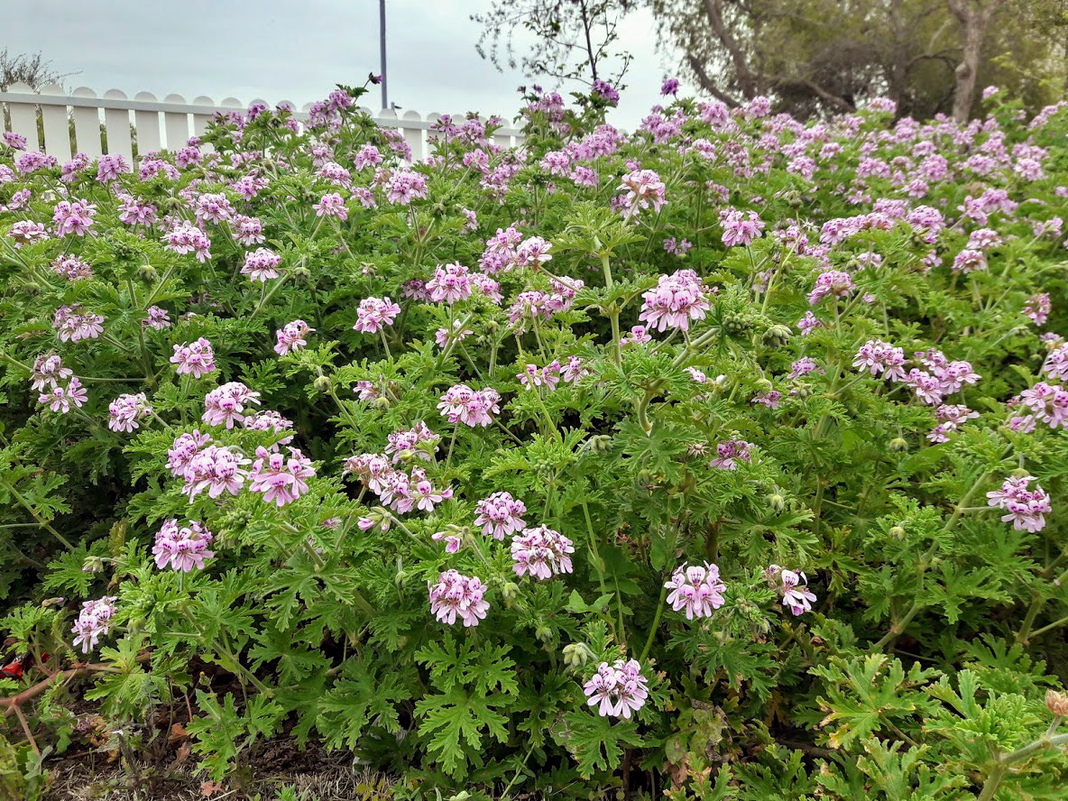 Image of Pelargonium graveolens specimen.