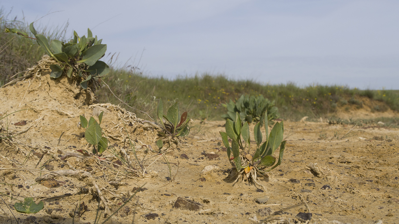 Image of Lepidium cartilagineum specimen.