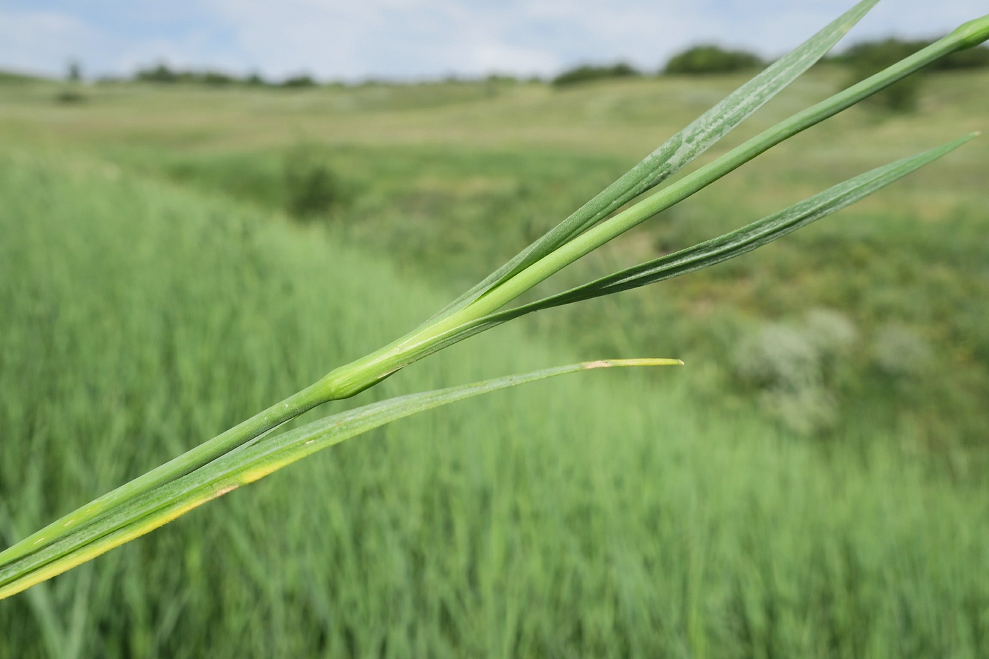 Image of Dianthus elongatus specimen.