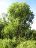 View full-size image Salix rorida
