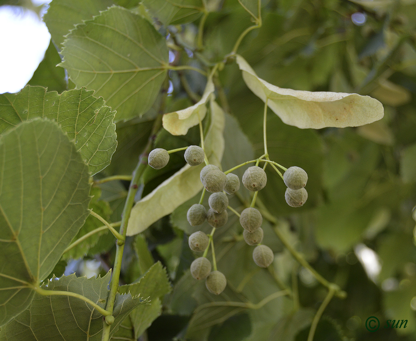 Image of Tilia platyphyllos specimen.