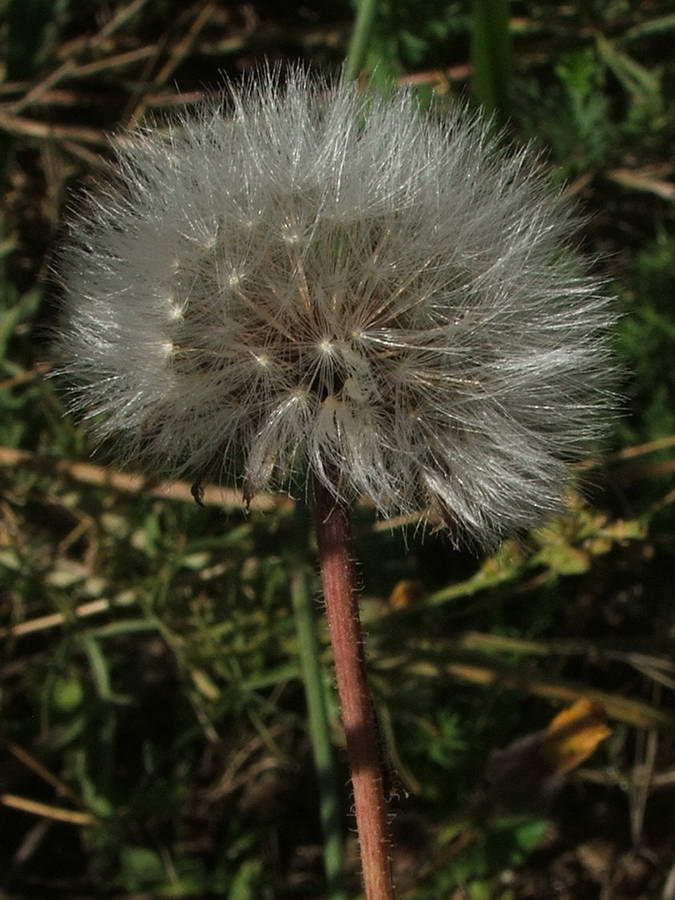 Image of Crepis rhoeadifolia specimen.