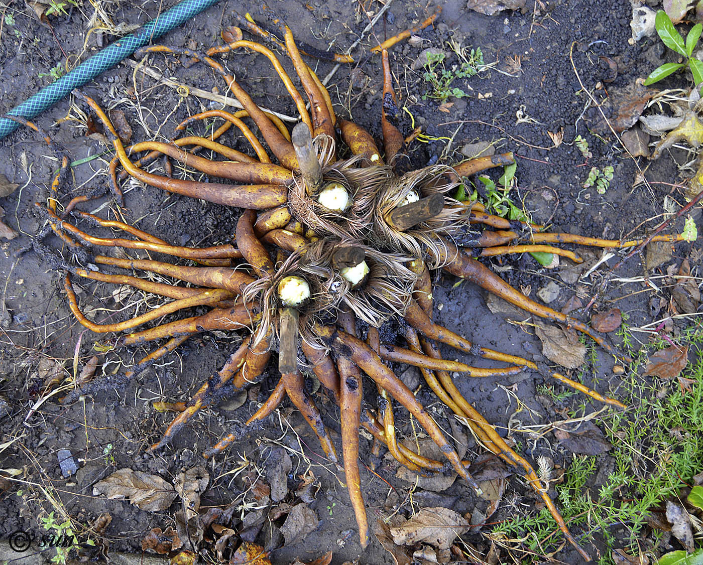 Image of Eremurus robustus specimen.