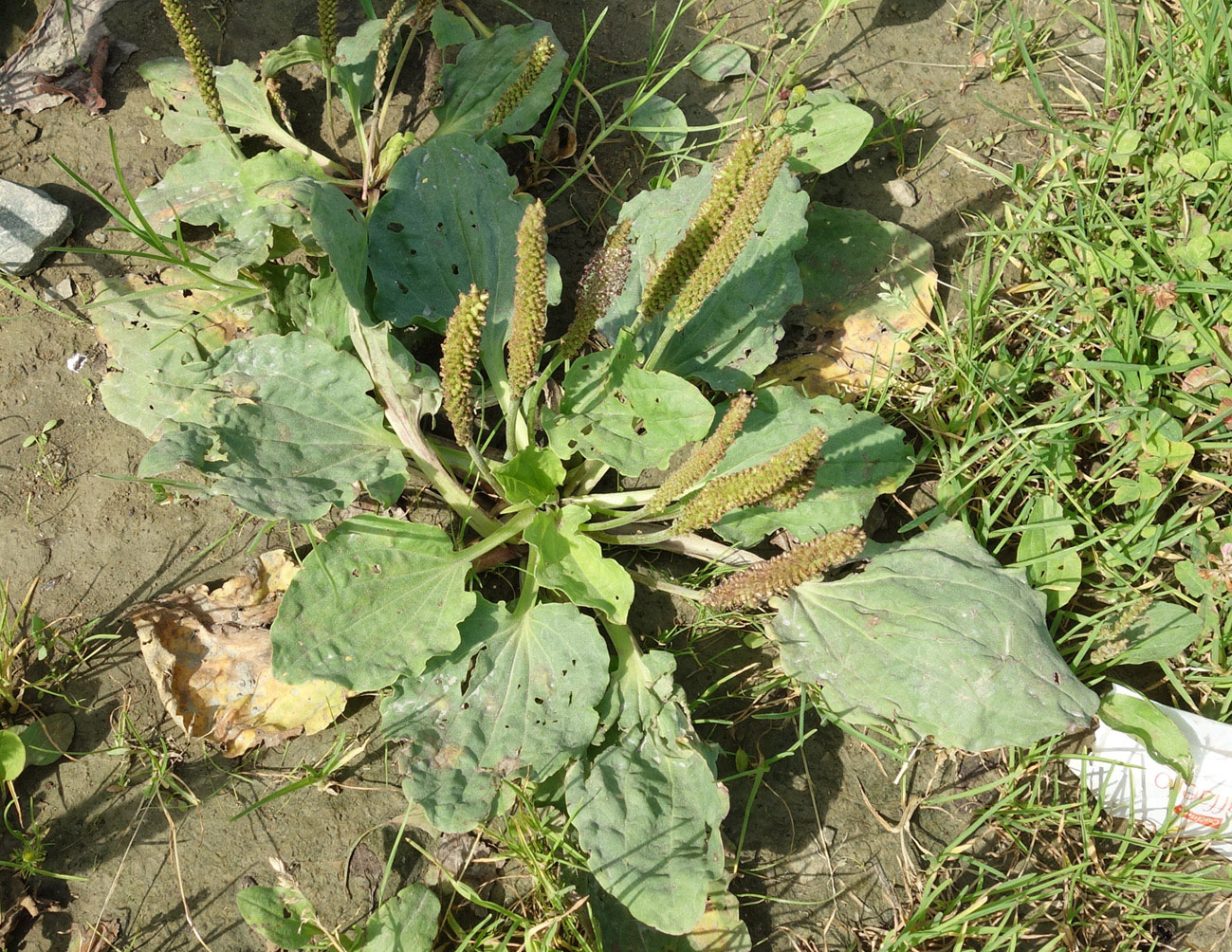 Image of Plantago uliginosa specimen.