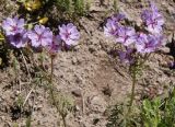 Geranium stepporum