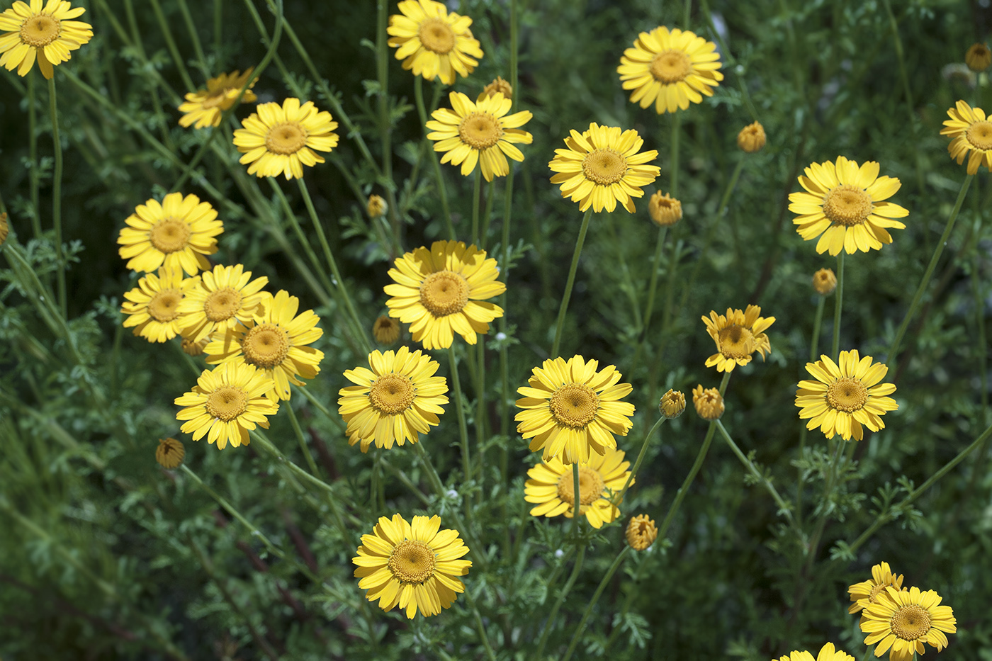 Image of Anthemis tinctoria specimen.