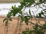 Barringtonia racemosa