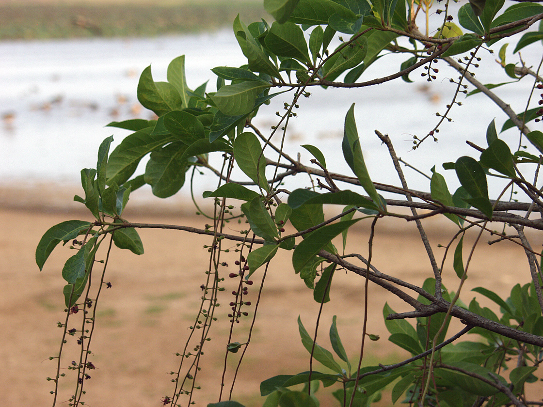 Image of Barringtonia racemosa specimen.