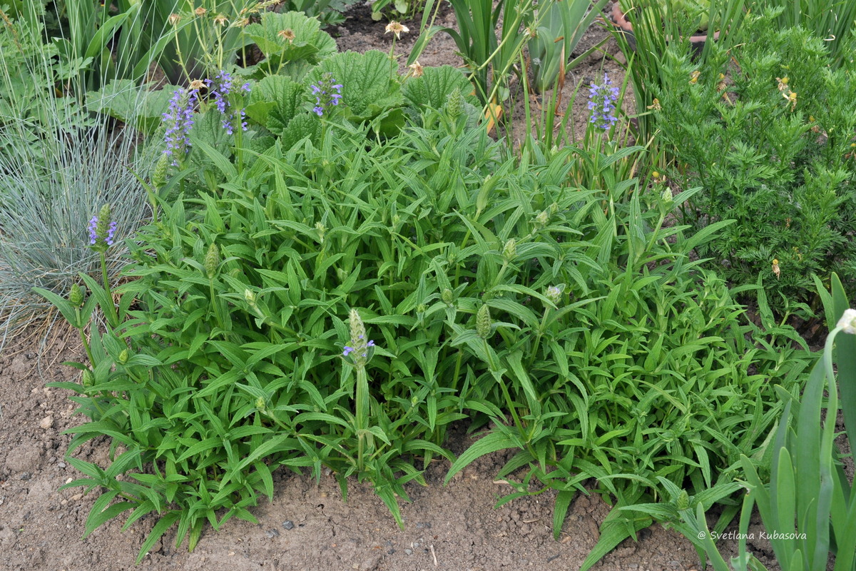 Image of Nepeta nervosa specimen.