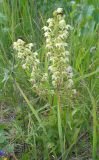 Epipactis helleborine