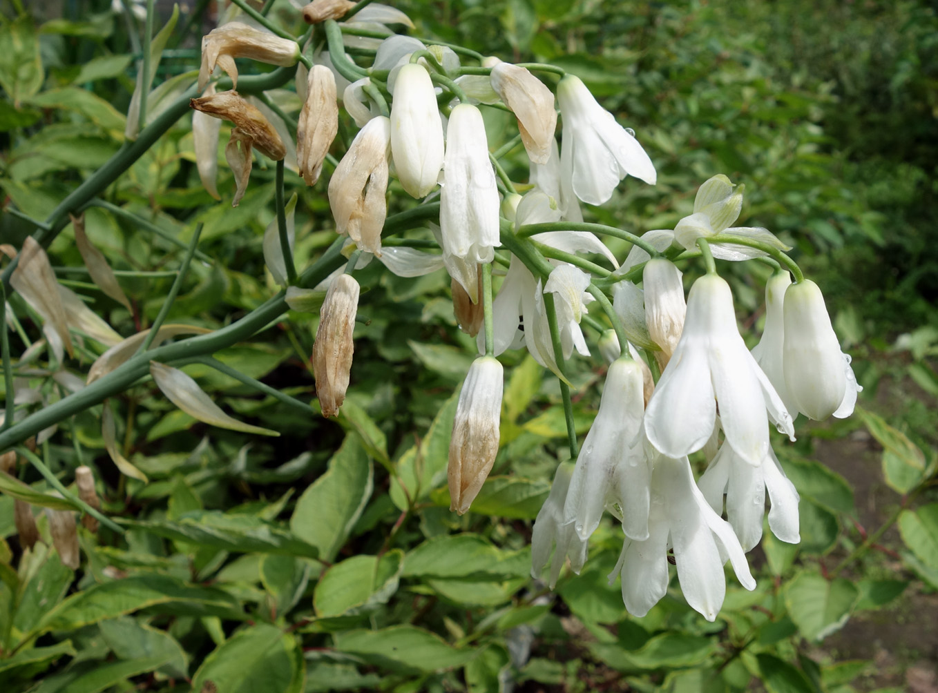 Изображение особи Galtonia candicans.