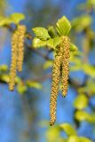 Betula pendula