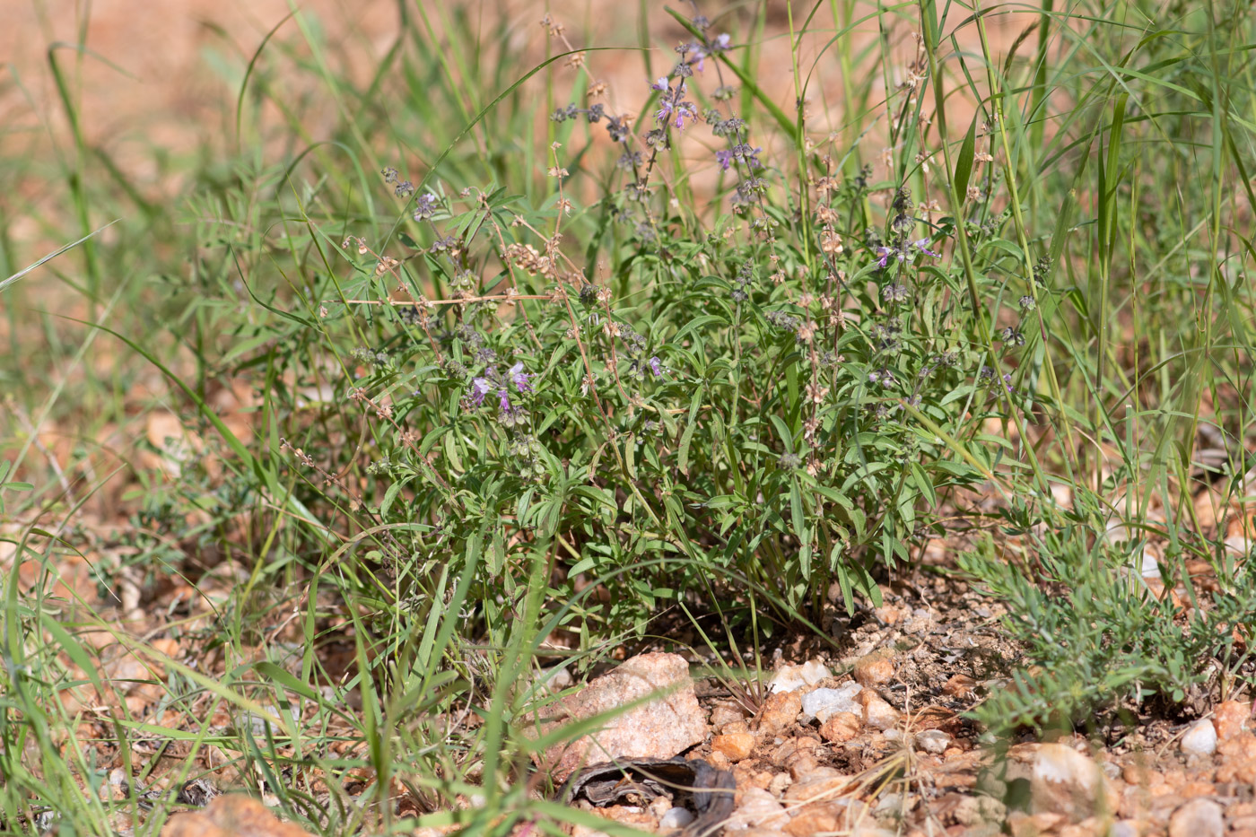 Image of Ocimum americanum specimen.