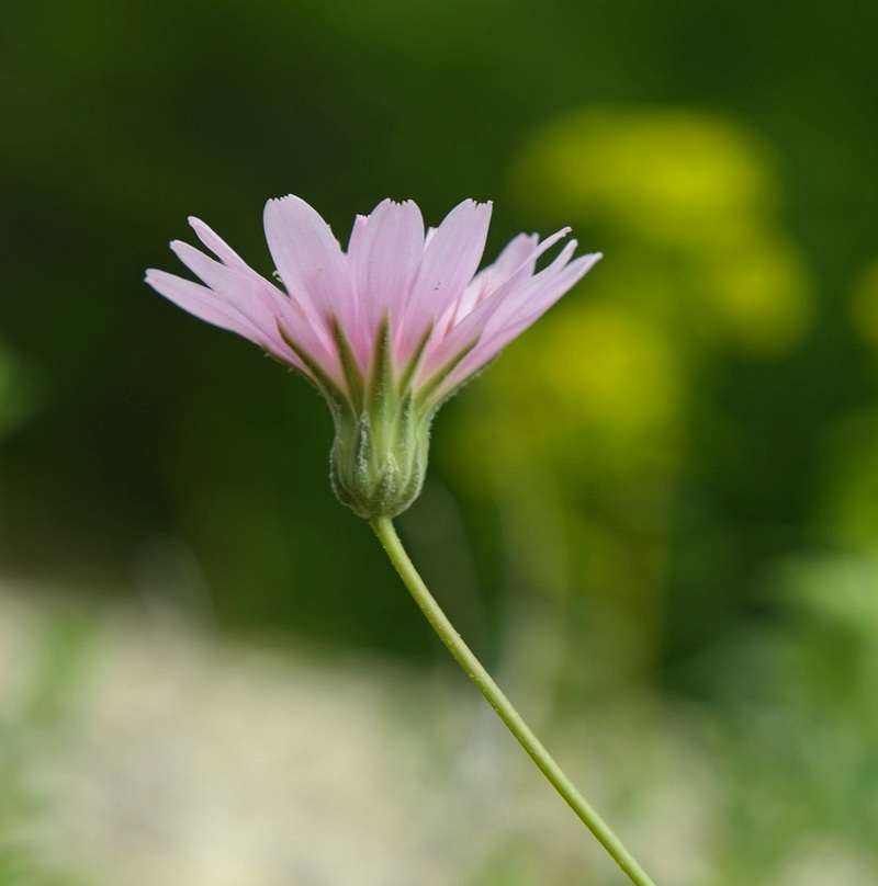 Image of Lagoseris purpurea specimen.