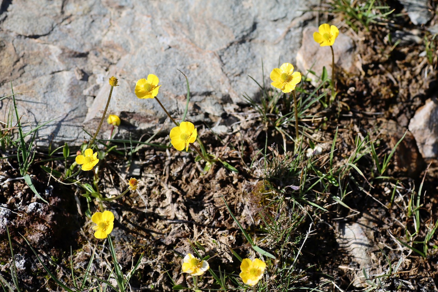 Изображение особи Ranunculus longicaulis var. pseudohirculus.