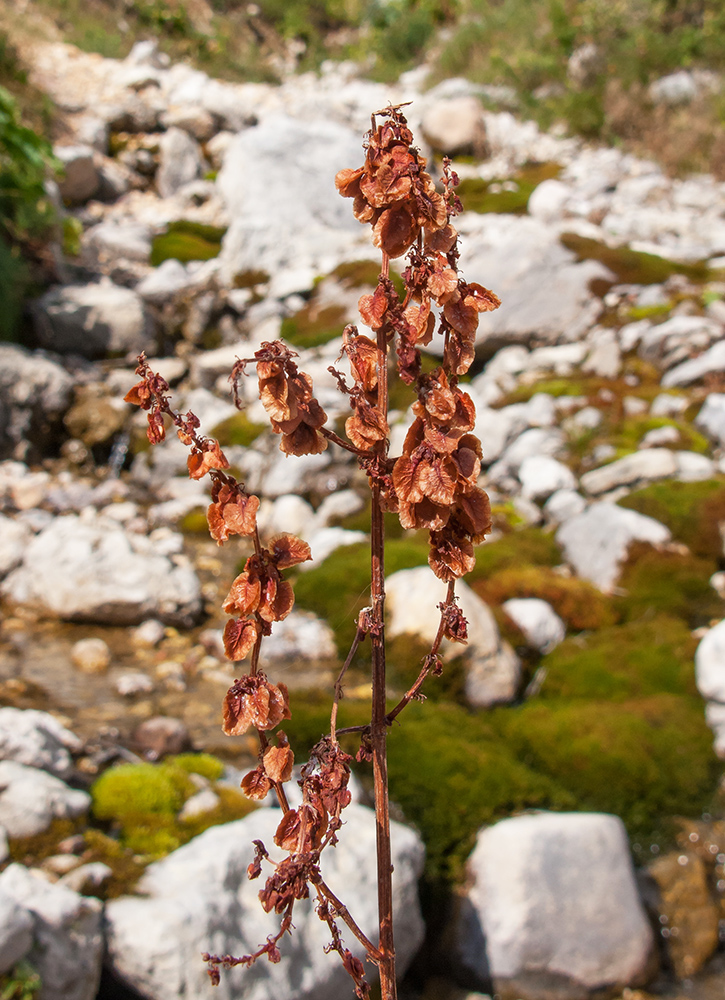 Изображение особи Rumex arifolius.