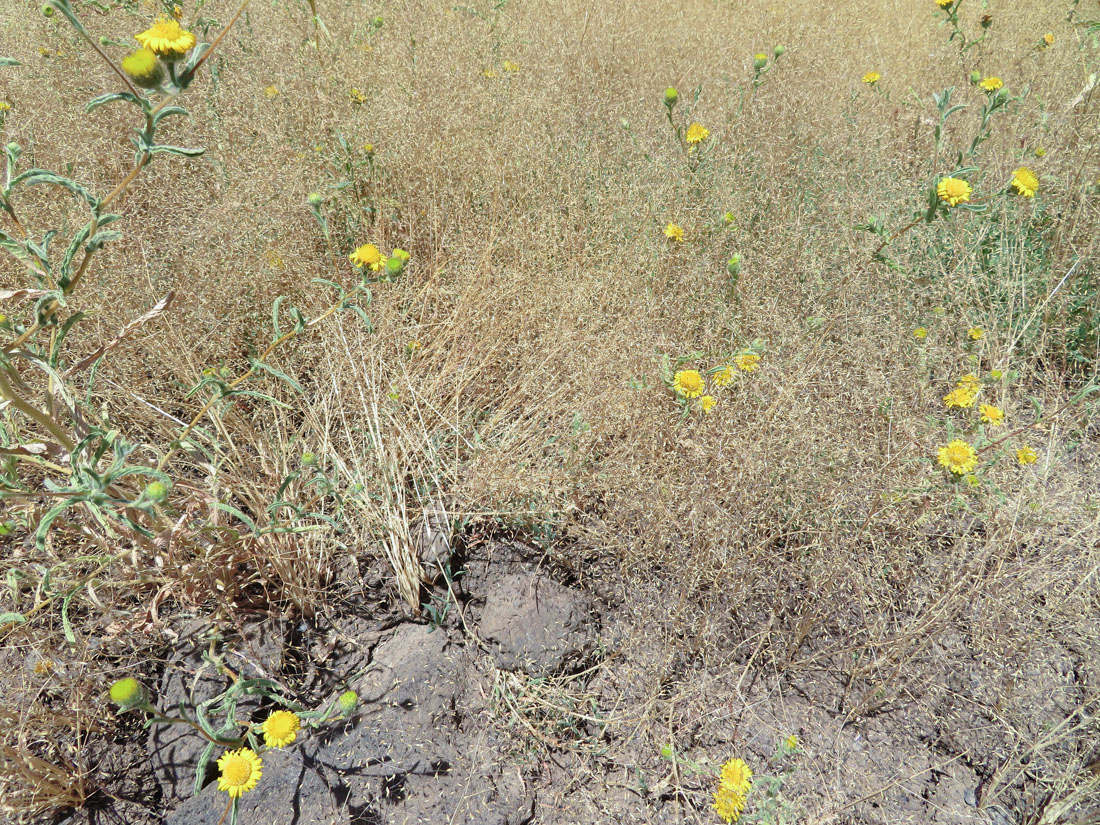 Image of Antinoria insularis specimen.