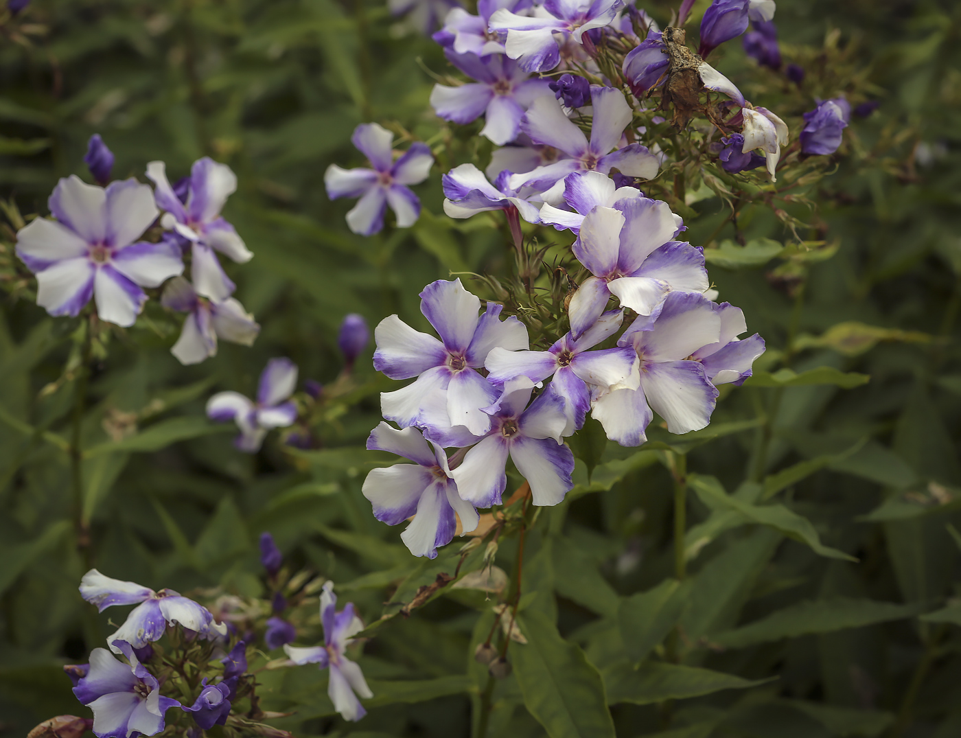 Image of Phlox paniculata specimen.