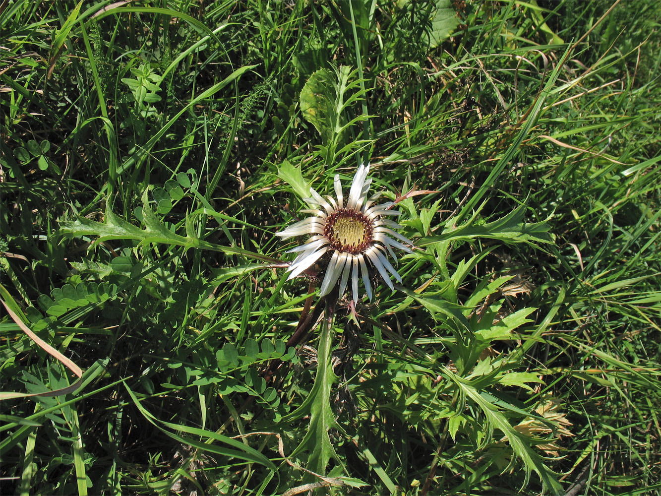 Image of Carlina cirsioides specimen.