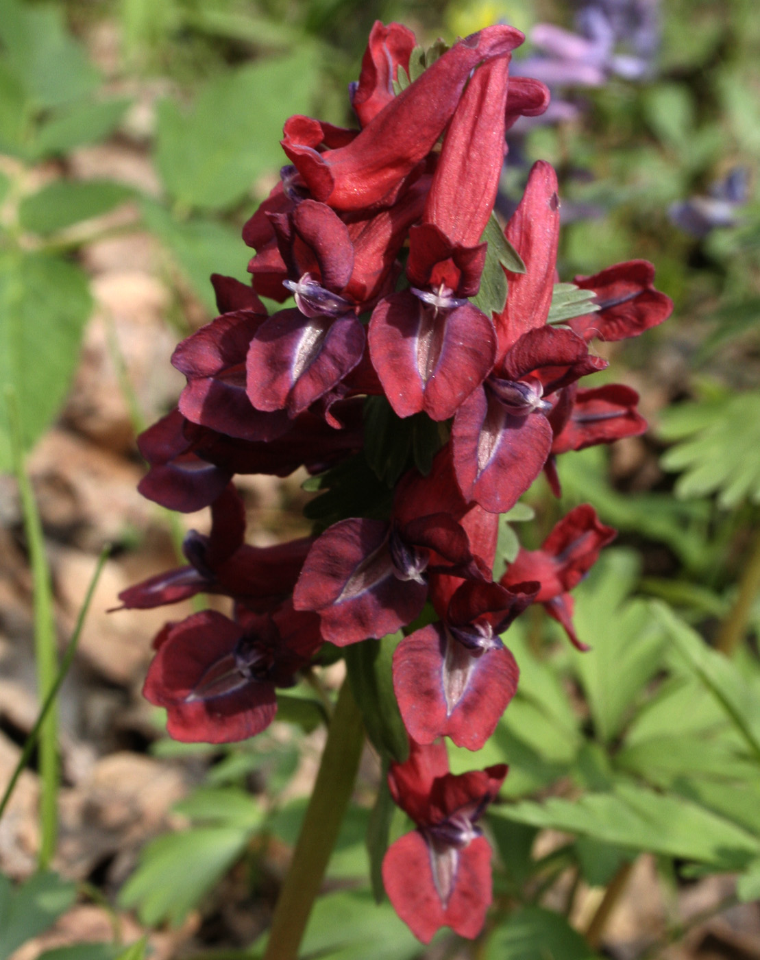 Image of Corydalis solida specimen.