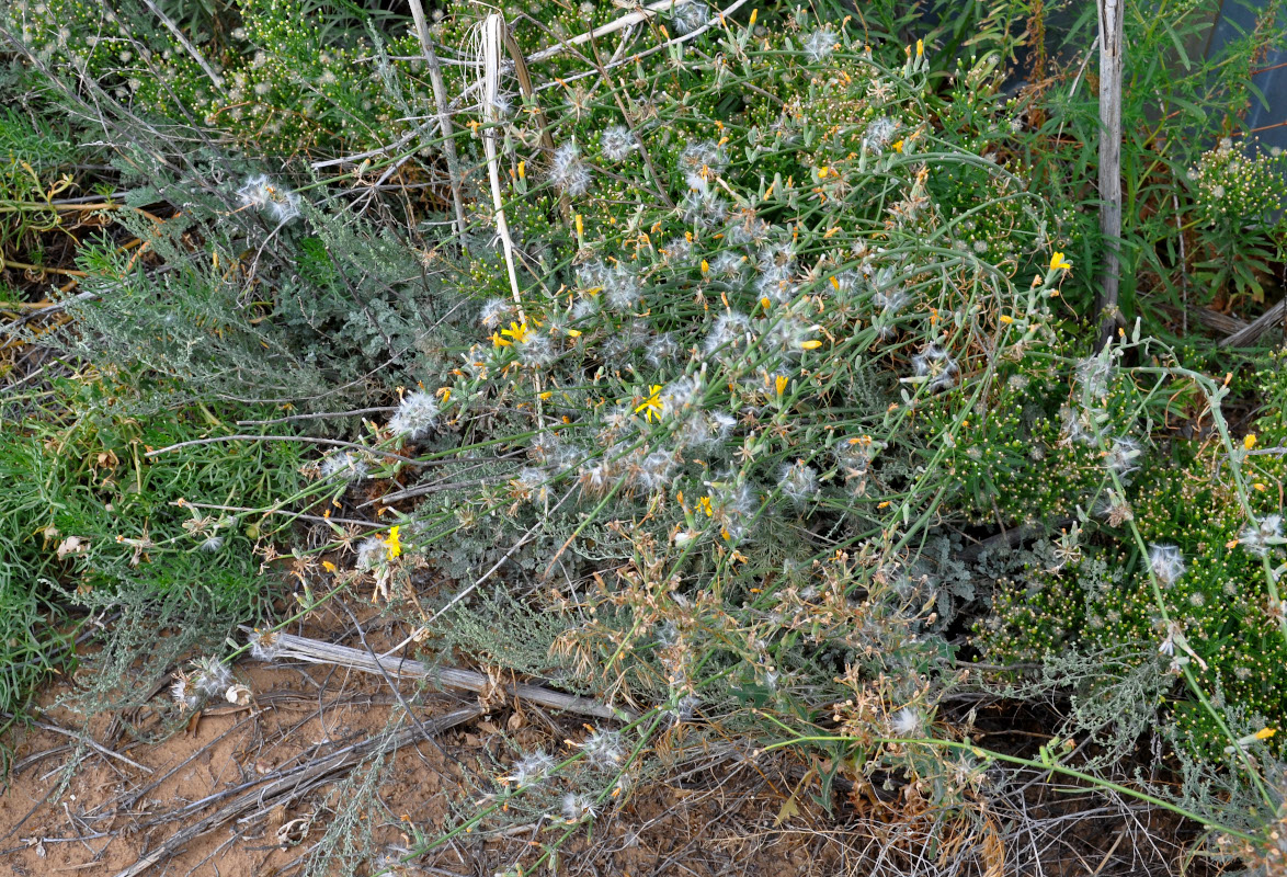 Image of Chondrilla juncea specimen.