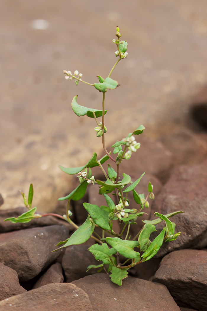 Изображение особи Fallopia convolvulus.