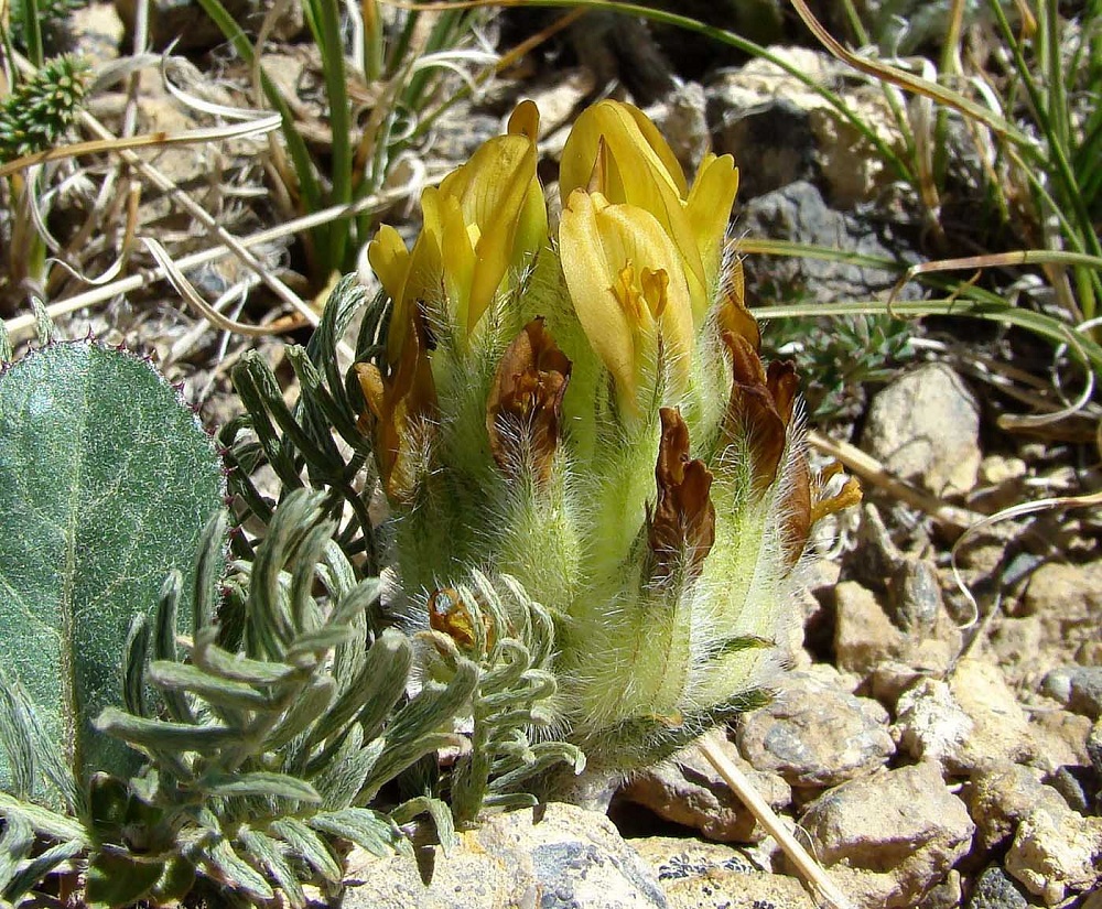 Изображение особи Astragalus aschuturi.