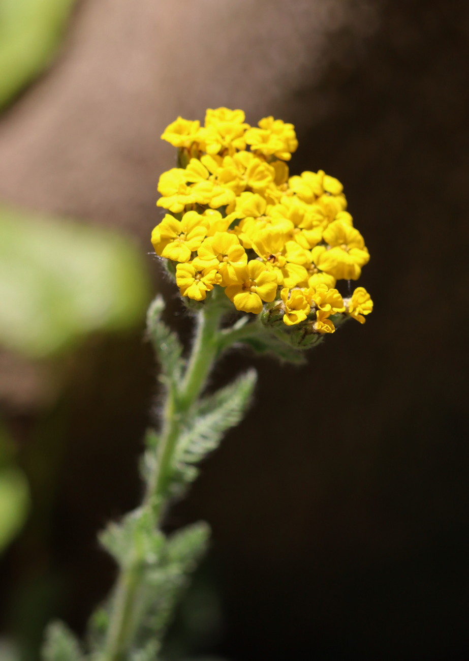 Image of Achillea tomentosa specimen.