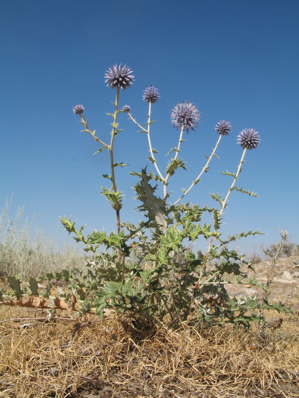 Изображение особи Echinops pubisquameus.