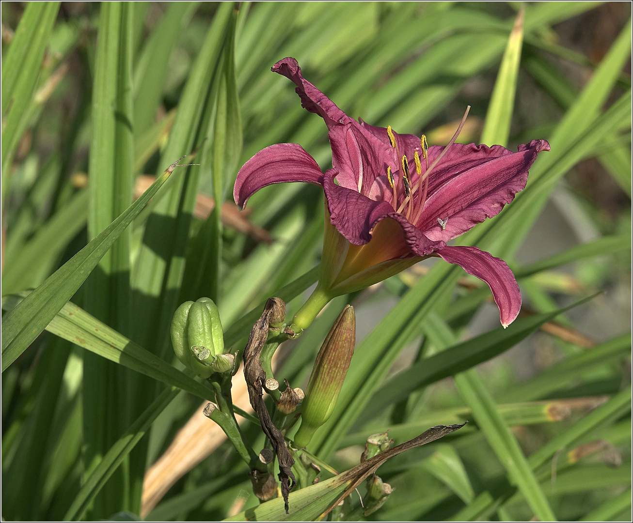 Image of Hemerocallis &times; hybrida specimen.