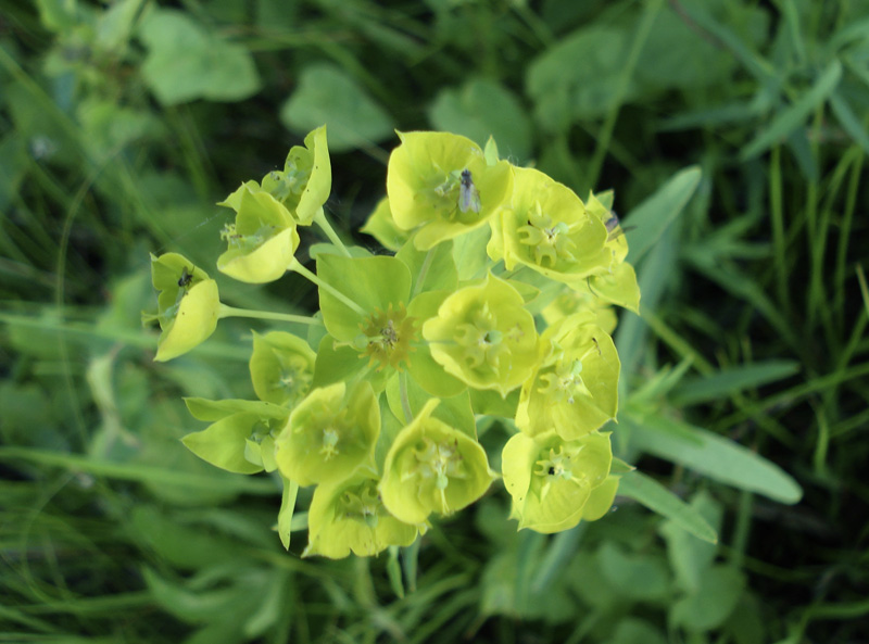 Image of Euphorbia virgata specimen.