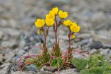 Saxifraga flagellaris. Цветущее растение. Республика Северная Осетия-Алания, Ирафский р-н, Большой Кавказ, Гуларский хребет, западный отрог горы Казатхох, ≈ 3280 м н.у.м., щебнистая россыпь. 07.07.2021.