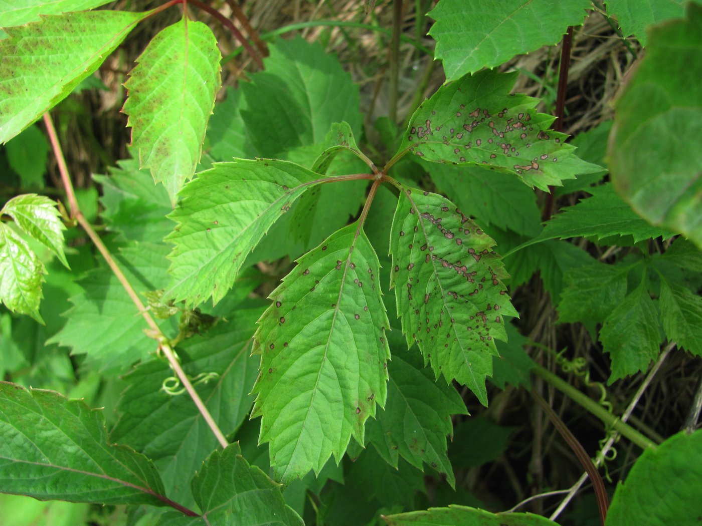 Image of Parthenocissus quinquefolia specimen.