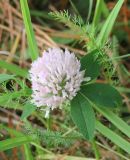 genus Trifolium. Соцветие и присоцветные листья. Костромская обл., Кологривский р-н, северная окраина с. Илешево, высокий берег р. Унжа, луг. 7 сентября 2020 г.