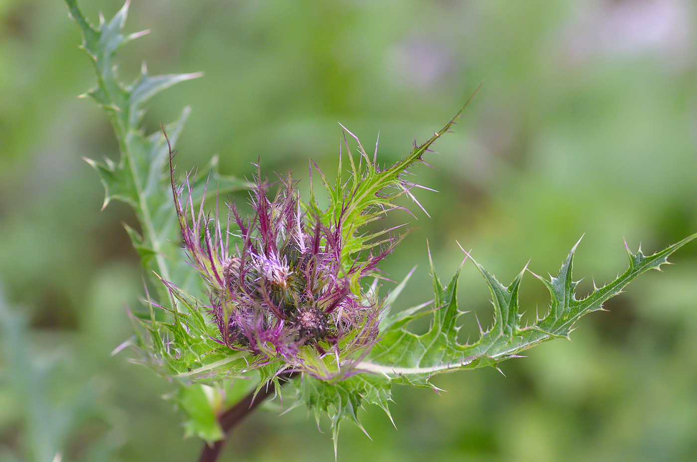 Изображение особи Cirsium obvallatum.