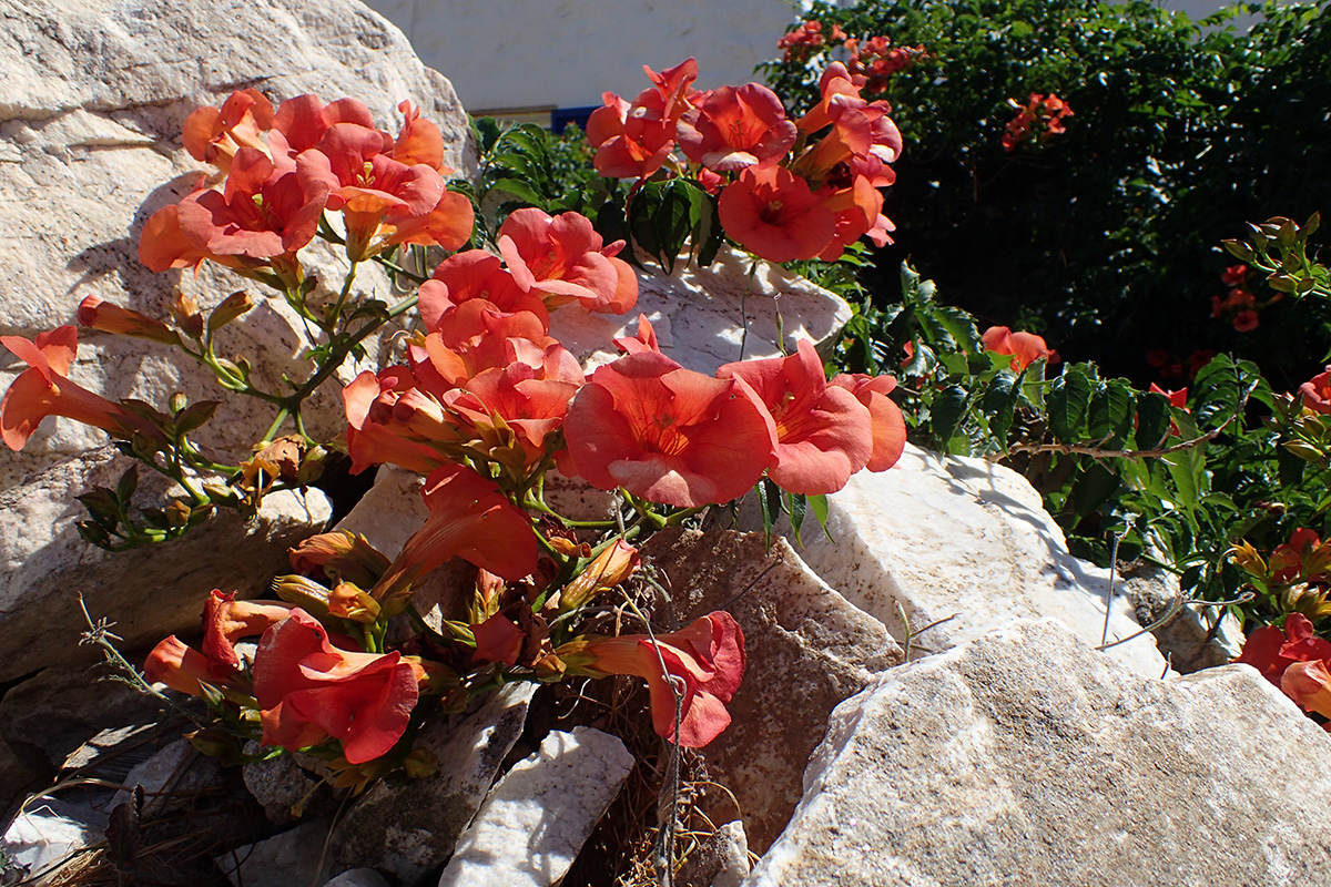 Изображение особи Campsis grandiflora.