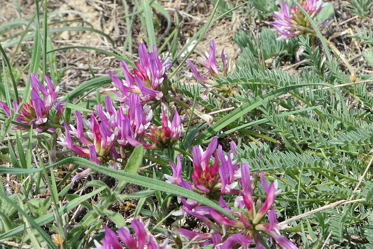 Image of Astragalus suprapilosus specimen.